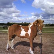 Islænder Drafnar & Mizzer<3<3<3'