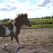 Islænder Drafnar & Mizzer<3<3<3'