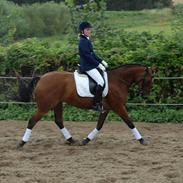 Dansk Varmblod Kløvers Smilla