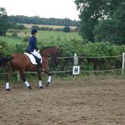 Dansk Varmblod Kløvers Smilla