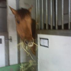 Anden særlig race Sascha solgt ::(