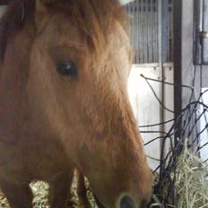 Anden særlig race Sascha solgt ::(