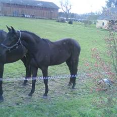Dansk Varmblod Bysteds Bluca  SOLGT