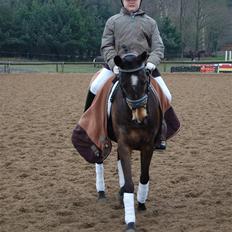 Welsh Pony af Cob-type (sec C) Hamriks Brandy 