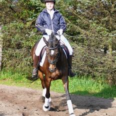 Welsh Pony af Cob-type (sec C) Hamriks Brandy 