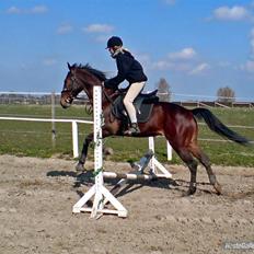 Traver Kashmir W ( Gl. Part )