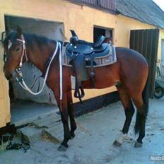 Traver Kashmir W ( Gl. Part )