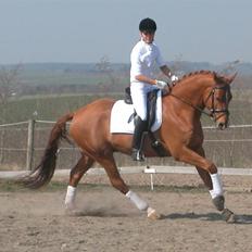 Dansk Varmblod Weltic E (solgt)