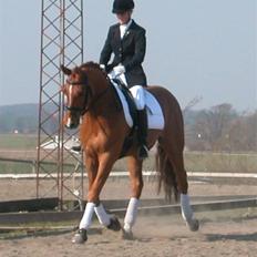 Dansk Varmblod Weltic E (solgt)