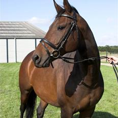 Svensk Varmblod Terracotta