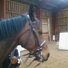 Svensk Varmblod Terracotta