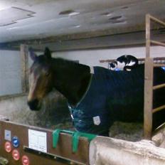 Svensk Varmblod Terracotta