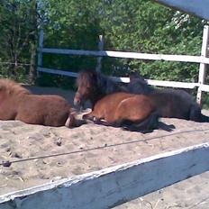 Falabella Duncan (solgt)