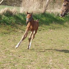 Dansk Varmblod Lindholms Zatarro