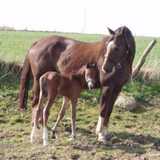 Dansk Varmblod Lindholms Zatarro