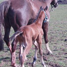 Dansk Varmblod Lindholms Zatarro