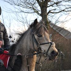 Irsk Sportspony | Irish Spirit