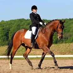 Dansk Varmblod Robin Hood