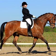 Dansk Varmblod Robin Hood