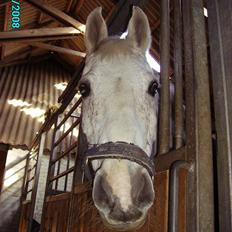 Welsh Pony af Cob-type (sec C) Magic's Chimano -  R.I.P Smukke fyr <3