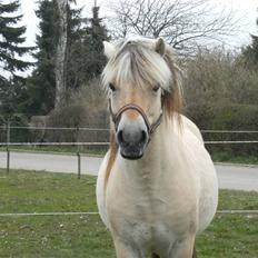 Fjordhest TOFTEGAARDENS DRABANT  