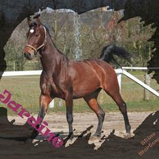 Dansk Varmblod Jardine *gammel part*