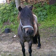 Anden særlig race salka (solgt) R.I.P
