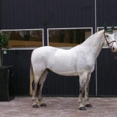 Anden særlig race Nobleman