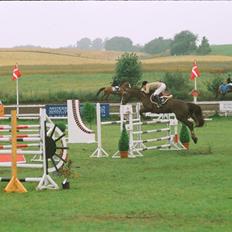 Hollandsk Varmblod Padinka