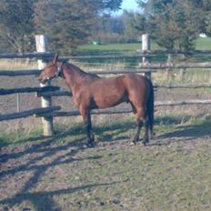 Traver Baron EK (s) solgt