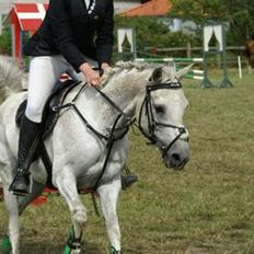 Arabisk fuldblod (OX) Birkeholm's Zajin Celinna