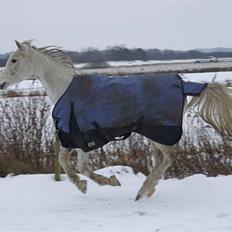 Arabisk fuldblod (OX) Birkeholm's Zajin Celinna