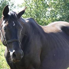 Dansk Varmblod Monet