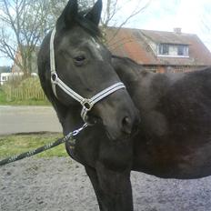 Dansk Varmblod Monet