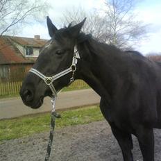 Dansk Varmblod Monet