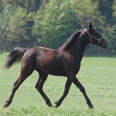 Traver Orlov Replay Mastery 