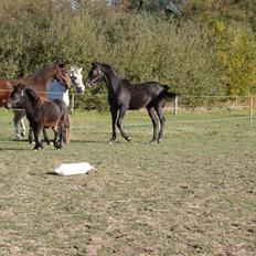 Traver Orlov Replay Mastery 