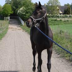 Traver Orlov Replay Mastery 