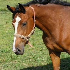 Dansk Varmblod Storåens Manhjana