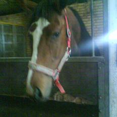 Dansk Varmblod Storåens Manhjana