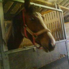 Dansk Varmblod Storåens Manhjana