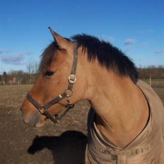 Anden særlig race Freja