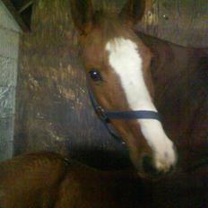 Dansk Varmblod Dianna