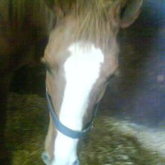 Dansk Varmblod Dianna