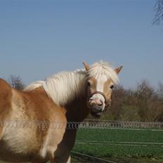 Haflinger Koldborg's Anton Steenberg