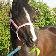 DSP Welvet af kongshøj <3