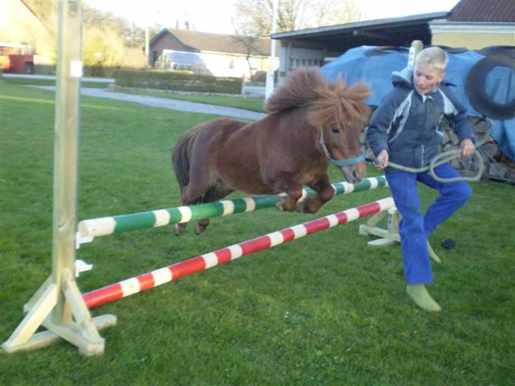 Shetlænder Oline - 60cm billede 7