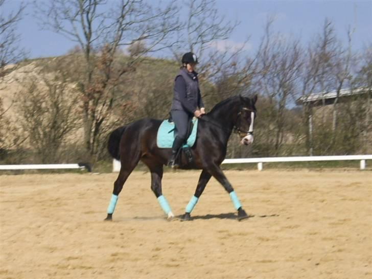 Anden særlig race Dana ( R.I.P. ) billede 8