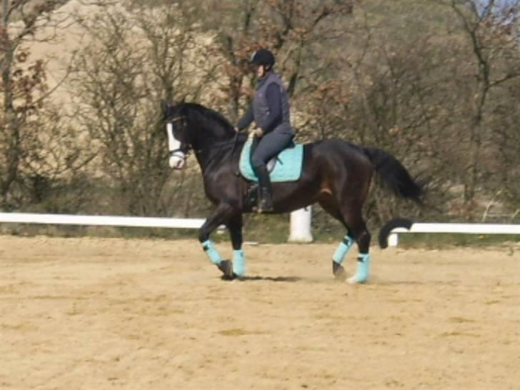 Anden særlig race Dana ( R.I.P. ) billede 9