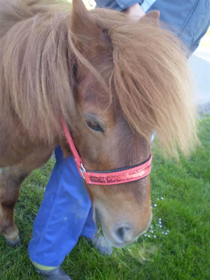 Shetlænder Oline - Oline med sin nye grime billede 8